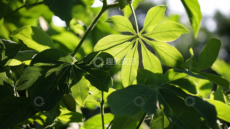 高清大图下载【趣麦麦图】鹅掌柴高清特写