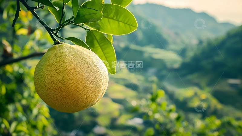 高清大图下载【趣麦麦图】度尾文旦柚详情页2