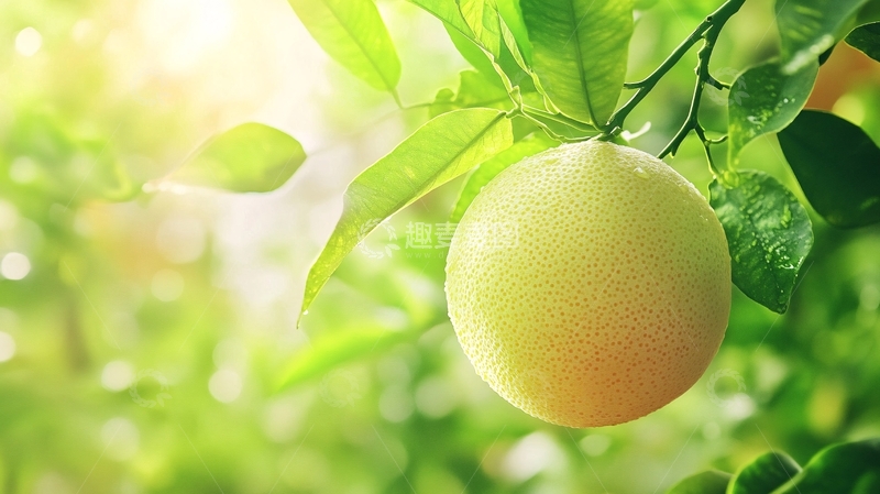 高清大图下载【趣麦麦图】夏橙高清特写