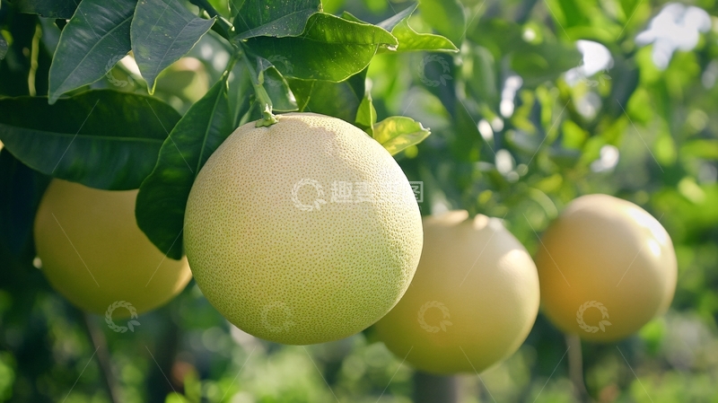 高清大图下载【趣麦麦图】度尾文旦柚详情页