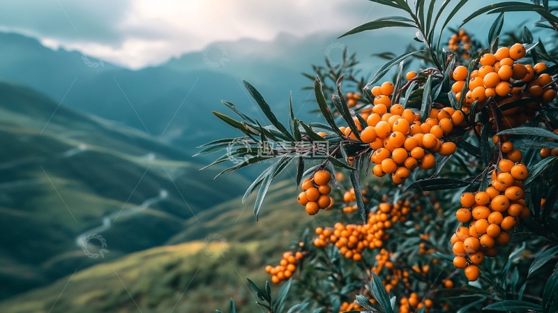 高清大图下载【趣麦麦图】高原野果