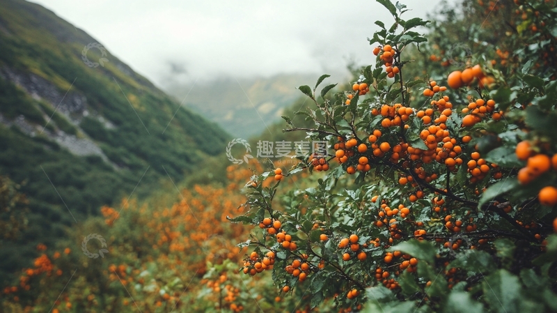 高清大图下载【趣麦麦图】山间山林野果1
