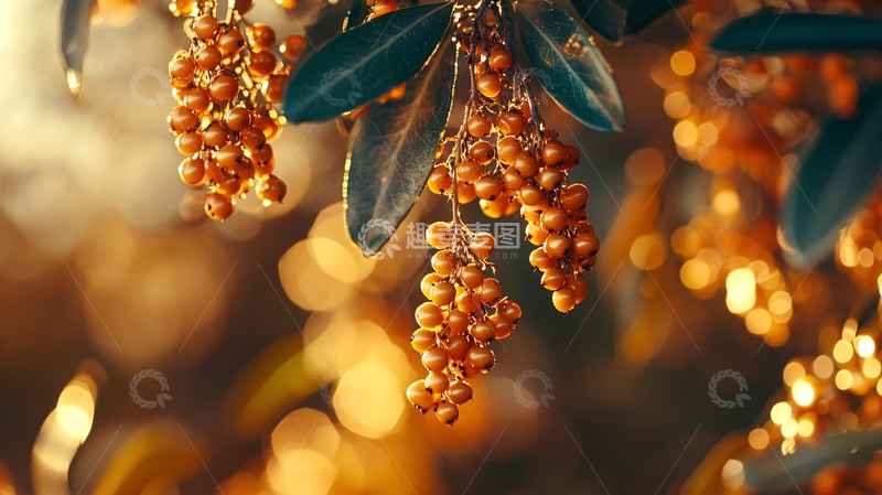 高清大图下载【趣麦麦图】秋阳下的枸骨2