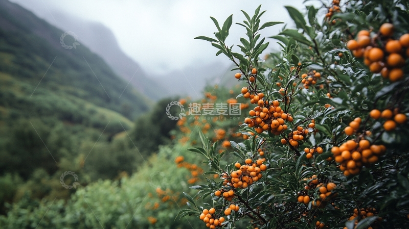 高清大图下载【趣麦麦图】金桔之魅