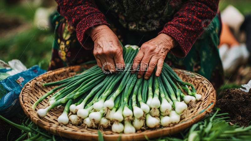 高清大图下载【趣麦麦图】秋收大葱1