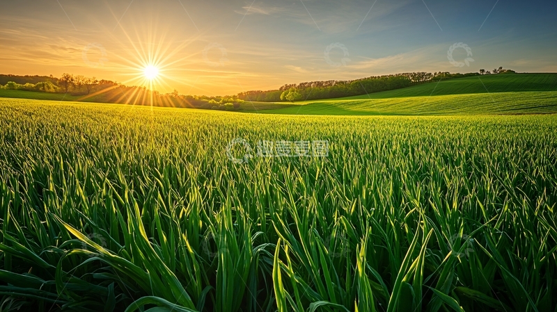 高清大图下载【趣麦麦图】庄稼地日出1