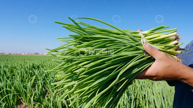 高清大图下载【趣麦麦图】手上捧着韭苔