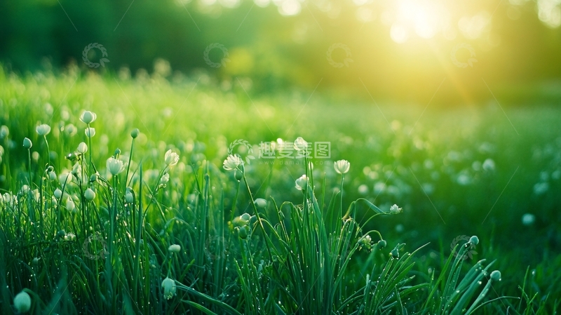 高清大图下载【趣麦麦图】葱花高清