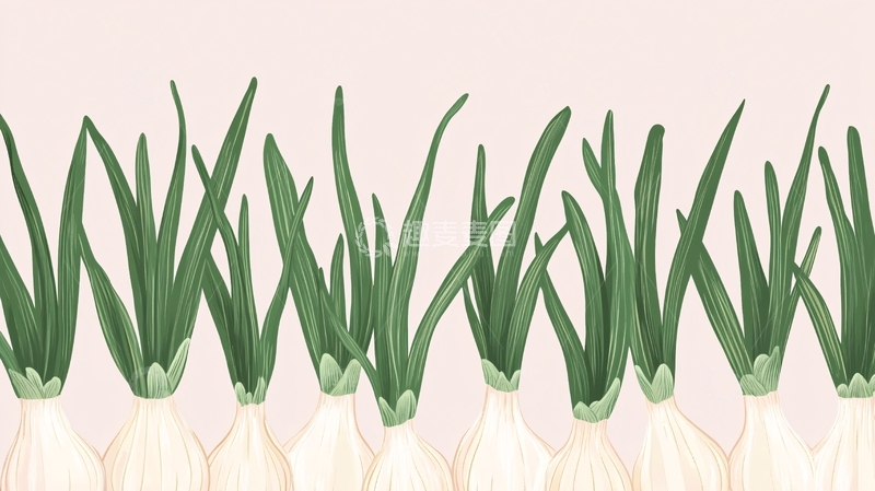 高清大图下载【趣麦麦图】蒜苗插画4