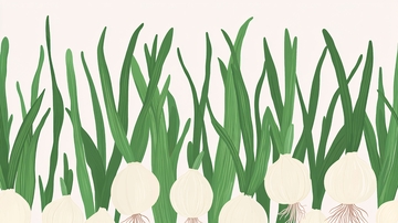 蒜苗插画1