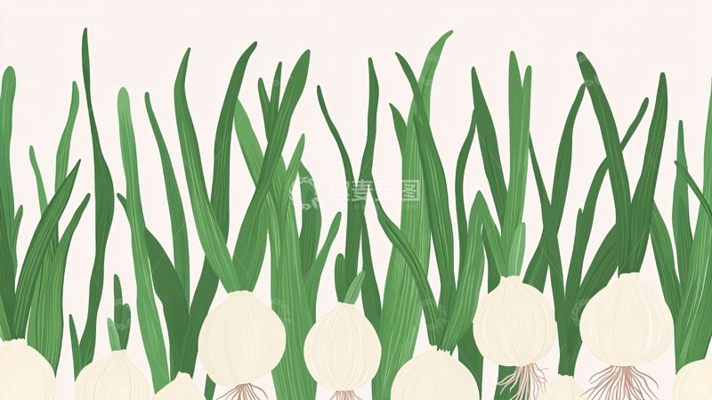 高清大图下载【趣麦麦图】蒜苗插画1
