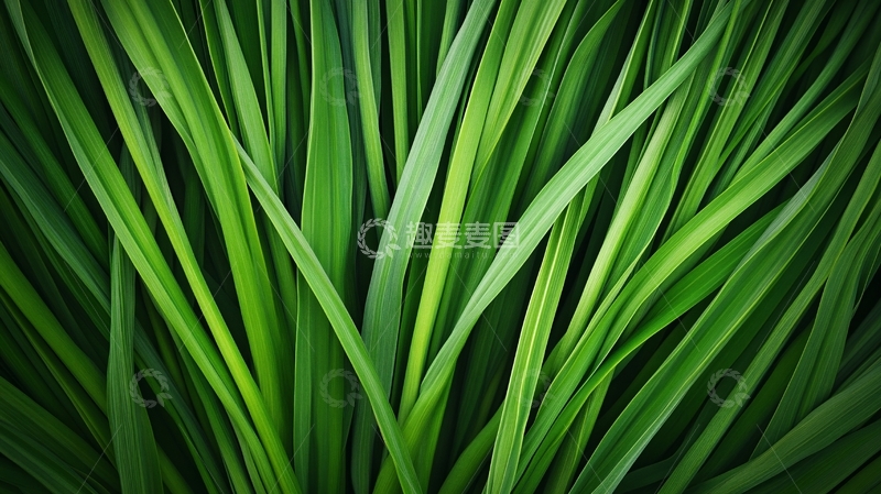 高清大图下载【趣麦麦图】小草素材下载