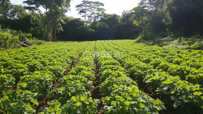 高清大图下载【趣麦麦图】蔬菜菜地