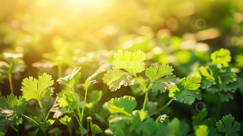 高清大图下载【趣麦麦图】阳光下的香菜7