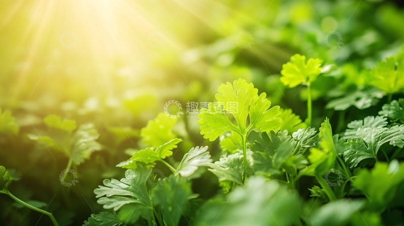 高清大图下载【趣麦麦图】阳光下的香菜6