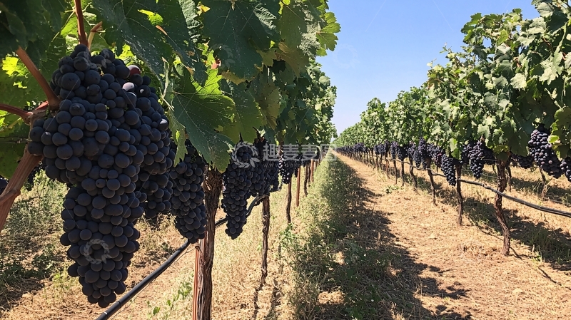 高清大图下载【趣麦麦图】弗雷葡萄采摘