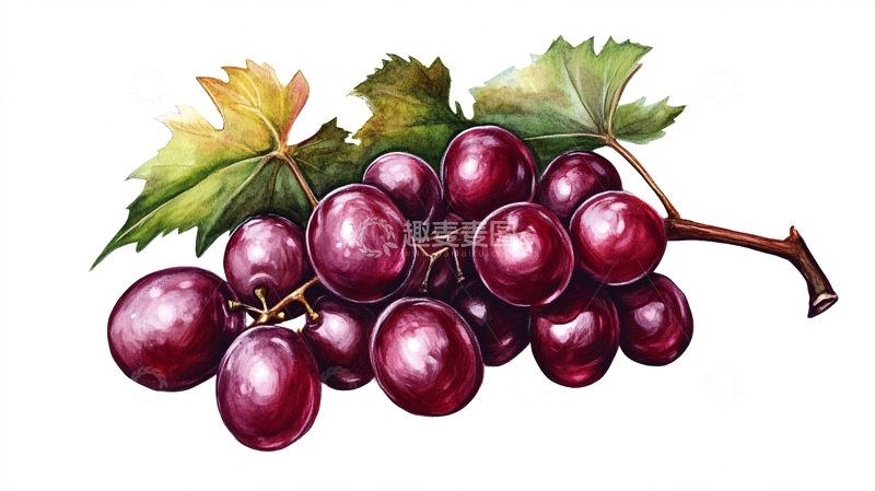 高清大图下载【趣麦麦图】红提葡萄插画