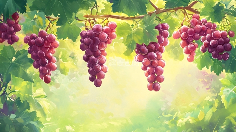高清大图下载【趣麦麦图】葡萄场景图8