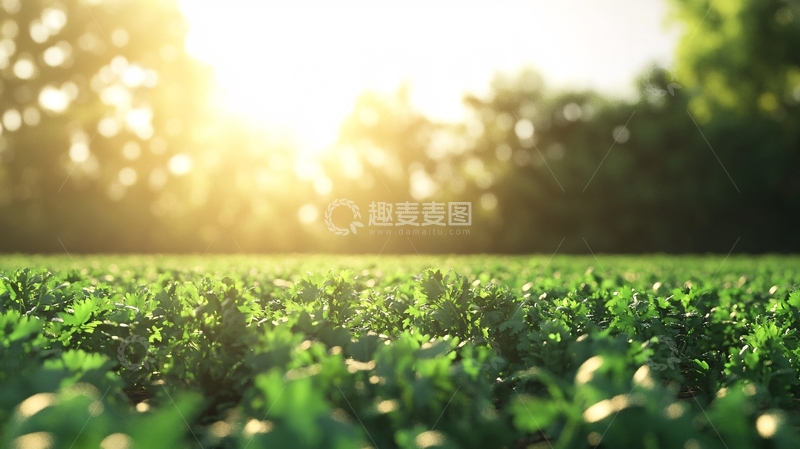 高清大图下载【趣麦麦图】阳光草地绿植