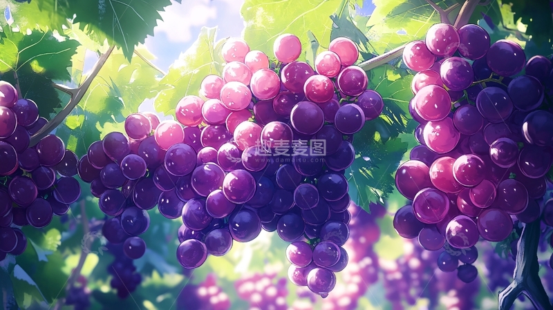 高清大图下载【趣麦麦图】晴王葡萄插画