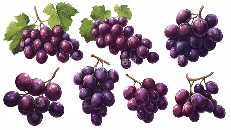 高清大图下载【趣麦麦图】手绘写实葡萄1