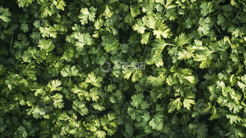 高清大图下载【趣麦麦图】芫荽背景2