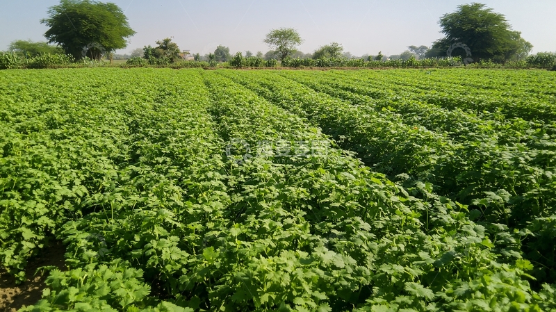 高清大图下载【趣麦麦图】马铃薯基地
