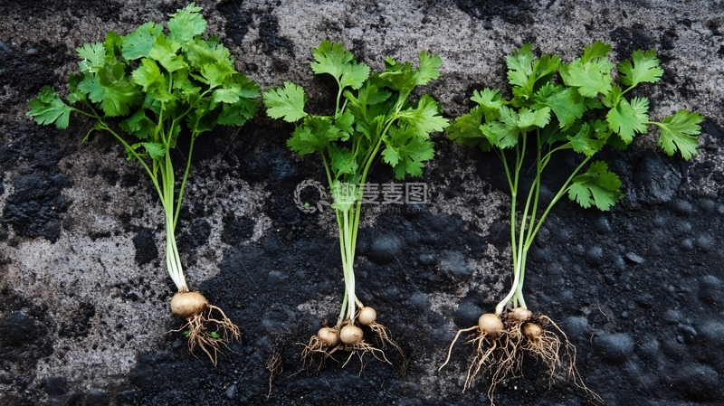 高清大图下载【趣麦麦图】香菜鉴别