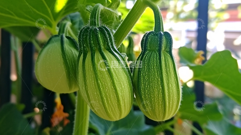 高清大图下载【趣麦麦图】贝贝南瓜开花