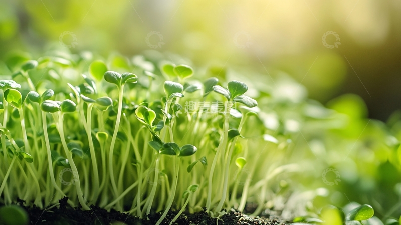 高清大图下载【趣麦麦图】电脑壁纸小苗秧6