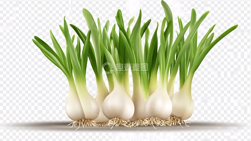 高清大图下载【趣麦麦图】手绘香葱插画5