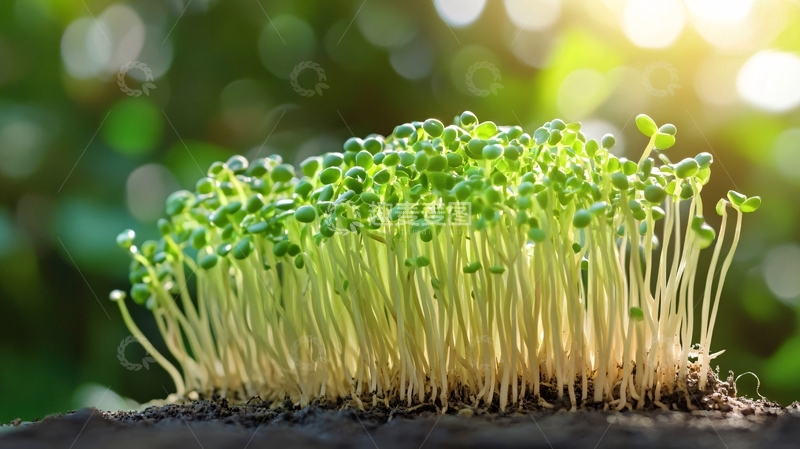 高清大图下载【趣麦麦图】电脑壁纸小苗秧8