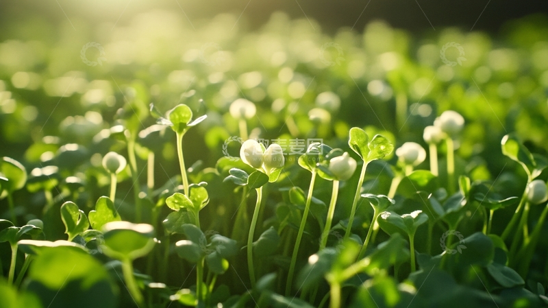 高清大图下载【趣麦麦图】逆光铜钱草