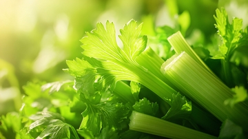 高清芹菜图片