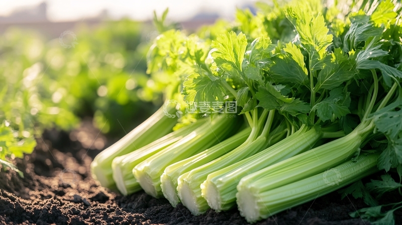 高清大图下载【趣麦麦图】西芹种植高效农业