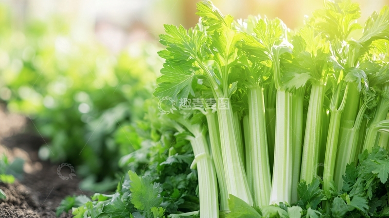 高清大图下载【趣麦麦图】-香芹高清图1
