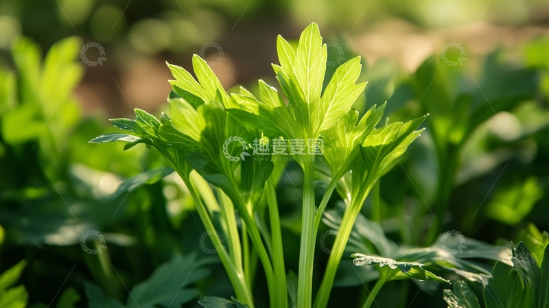 高清大图下载【趣麦麦图】阳光下的香菜9