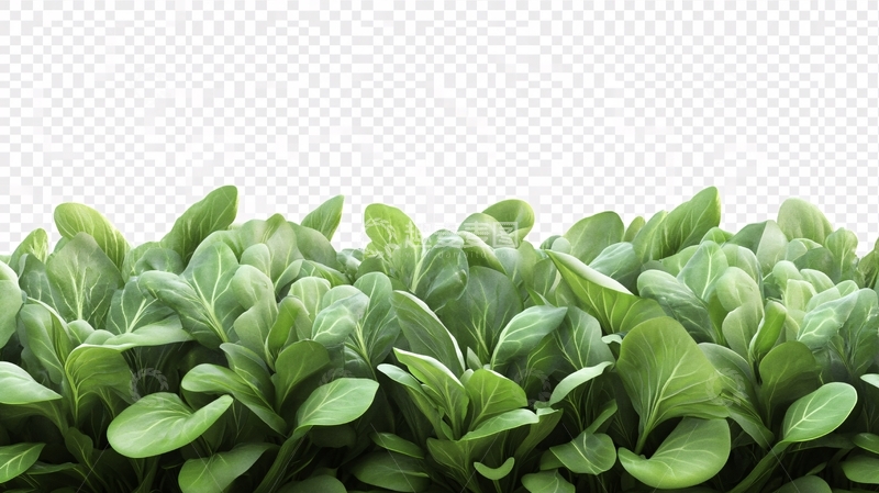 高清大图下载【趣麦麦图】高清蔬菜青菜4