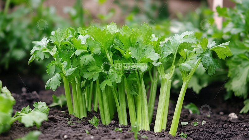 高清大图下载【趣麦麦图】芹菜种植蔬菜种植6