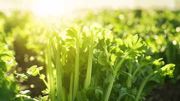 芹菜种植蔬菜种植3
