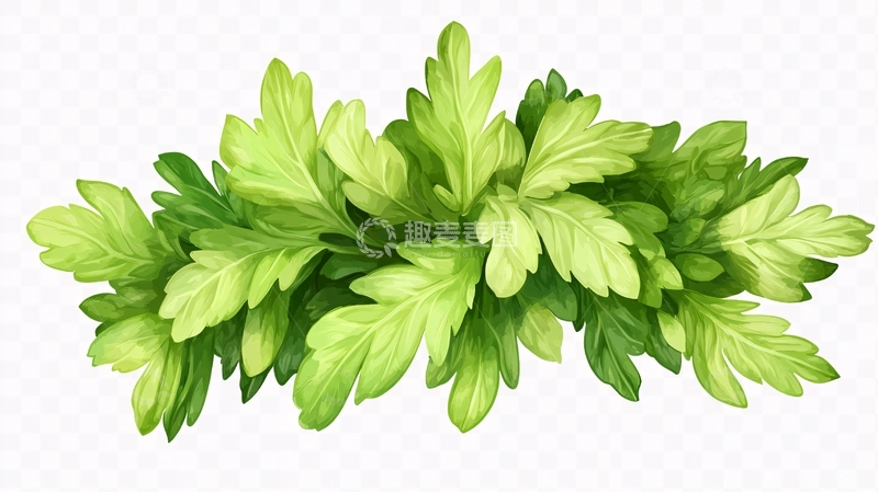 高清大图下载【趣麦麦图】艾叶草药插画