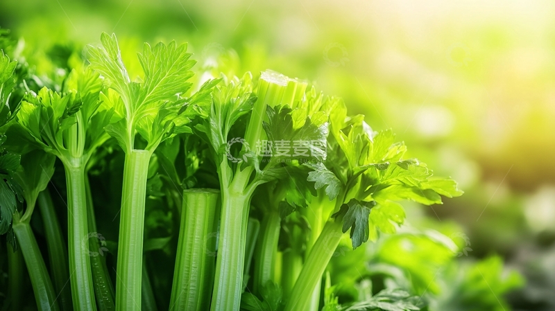 高清大图下载【趣麦麦图】香芹高清图