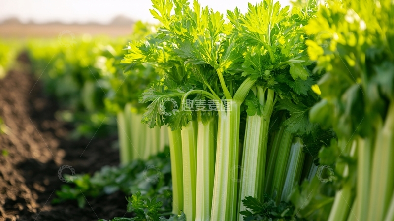 高清大图下载【趣麦麦图】-芹菜种植蔬菜种植2