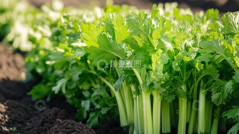 高清大图下载【趣麦麦图】芹菜种植蔬菜种植7