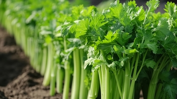 芹菜种植蔬菜种植5