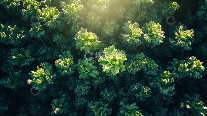 高清大图下载【趣麦麦图】俯拍绿树1