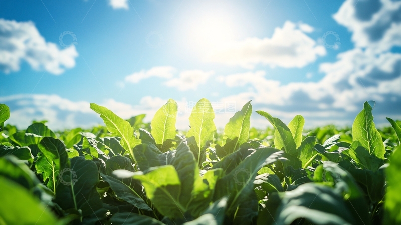 高清大图下载【趣麦麦图】烟草种植3