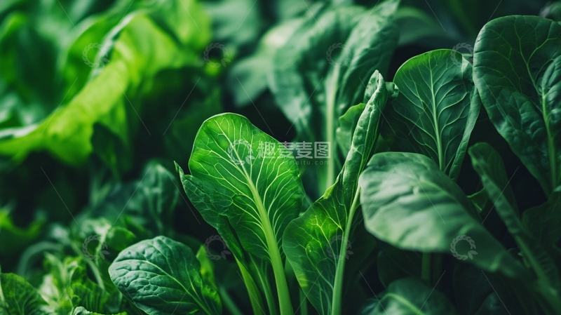 高清大图下载【趣麦麦图】生长中的小青菜