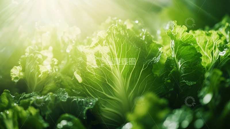 高清大图下载【趣麦麦图】阳光下的青菜29