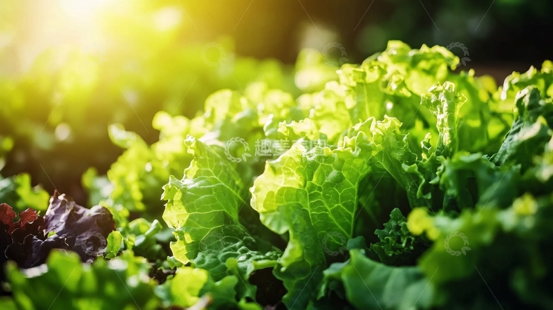 高清大图下载【趣麦麦图】阳光下的青菜34